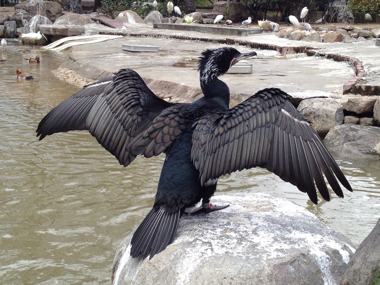 Great Cormorant  Phalacrocorax carbo