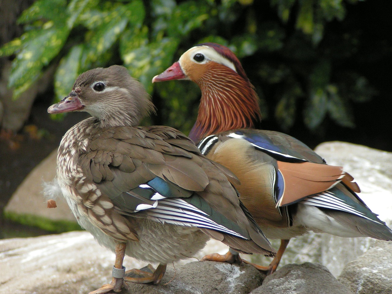 Mandarin Duck Aix galericulata