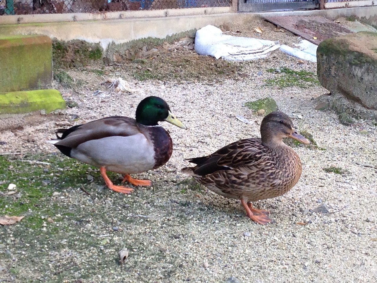 Common Mallard Anas platyrhynchos platyrhynchos