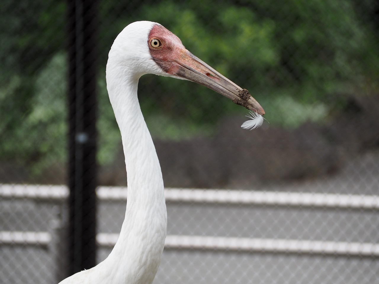 Great White Crane Grus leucogeranus