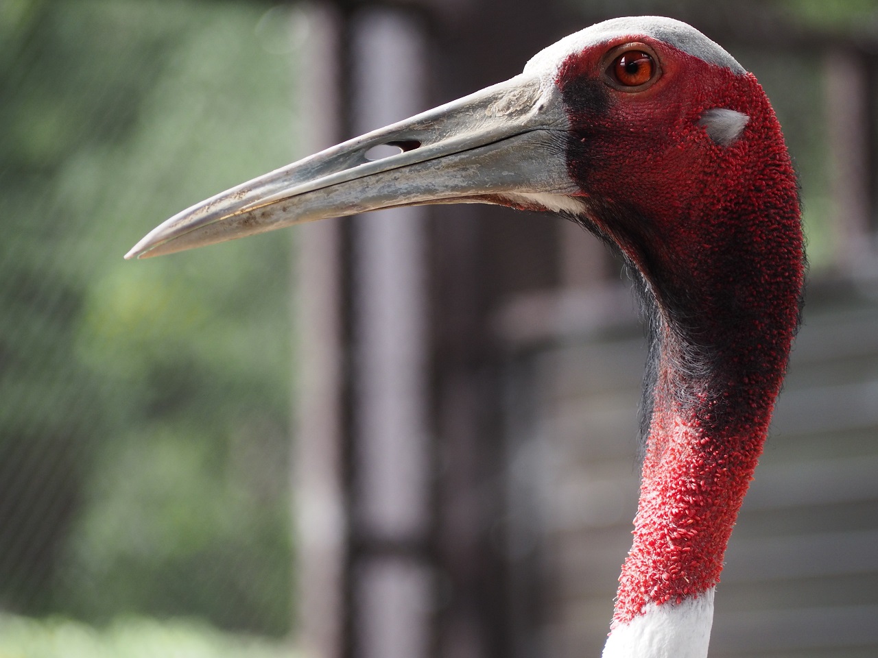 Sarus Crane Grus antigone