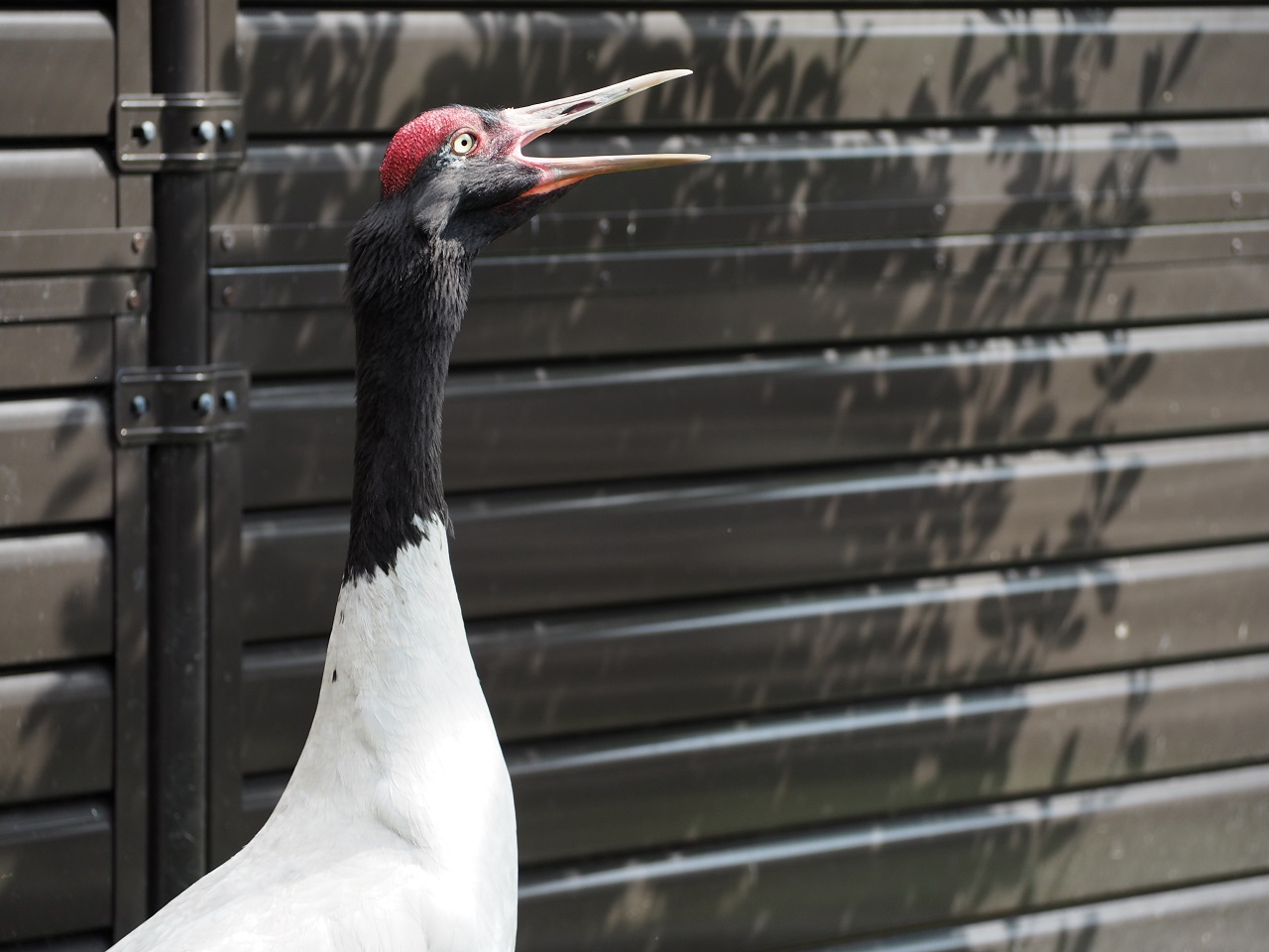 Black-necked Crane Grus nigricollis