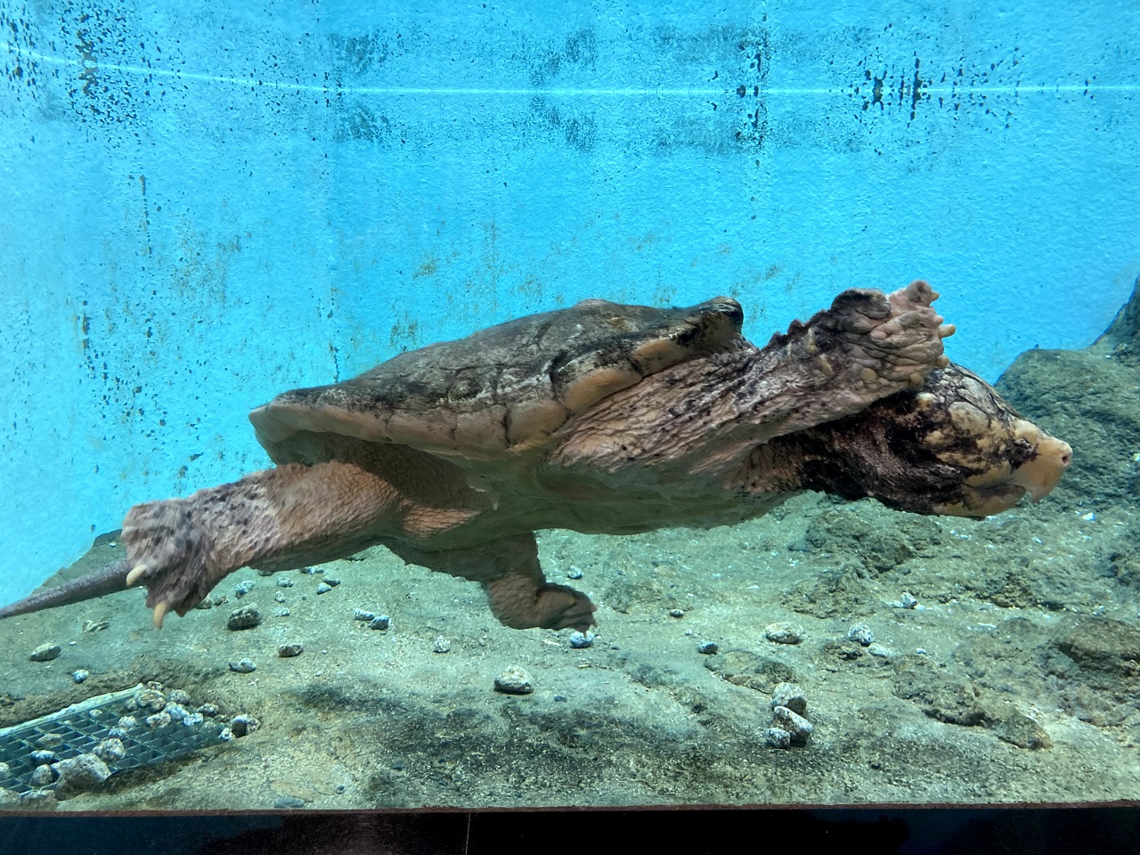 Alligator Snapping Turtle Macrochelys temminckii