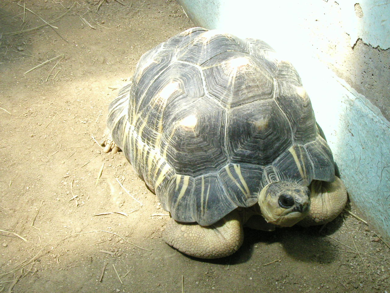 Radiated Tortoise Astrochelys radiata