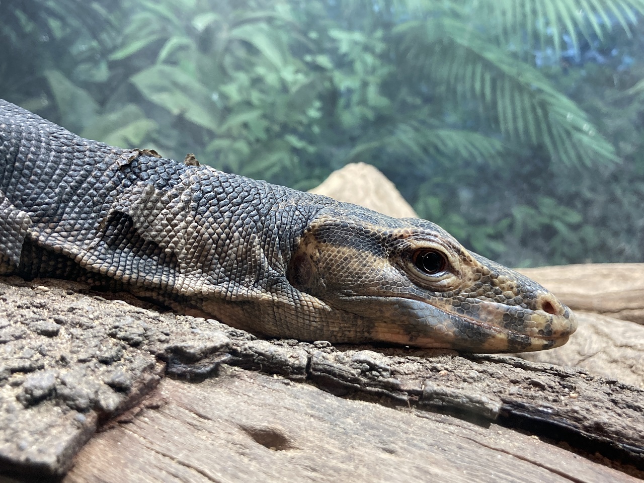 Asian Water Monitor Varanus salvator