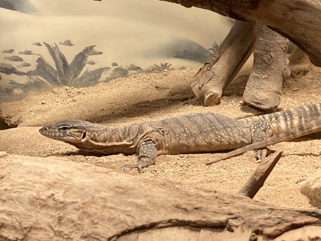 Rosenberg’s Monitor Varanus rosenbergi