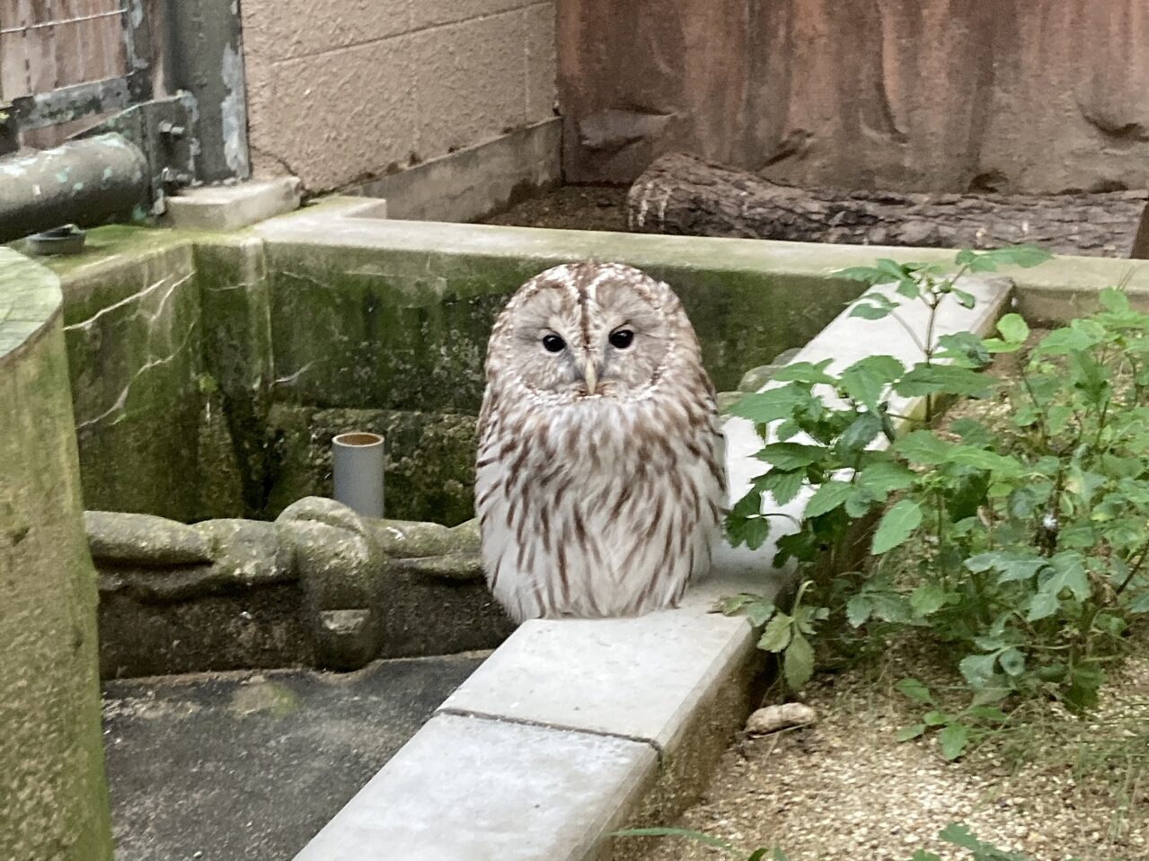 Ural Owl  Strix uralensis