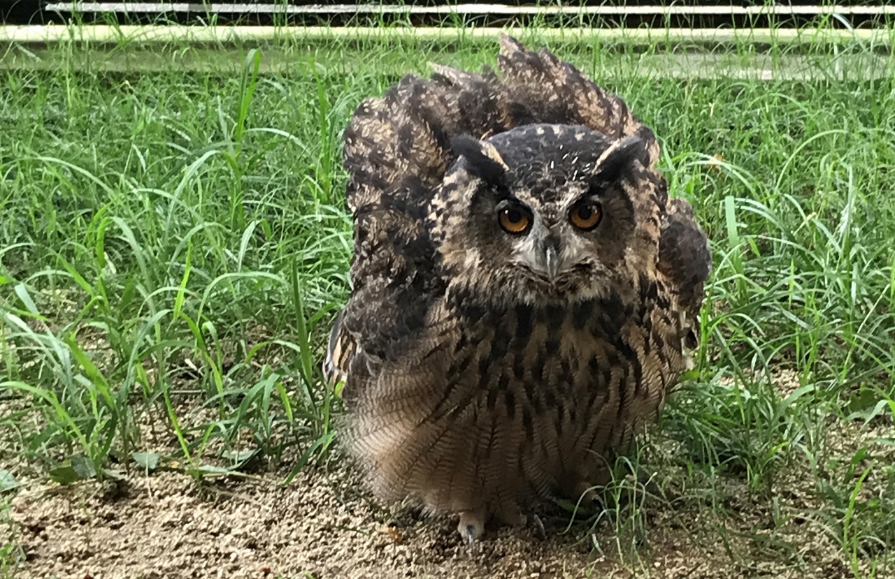 Eurasian Eagle Owl  Bubo bubo