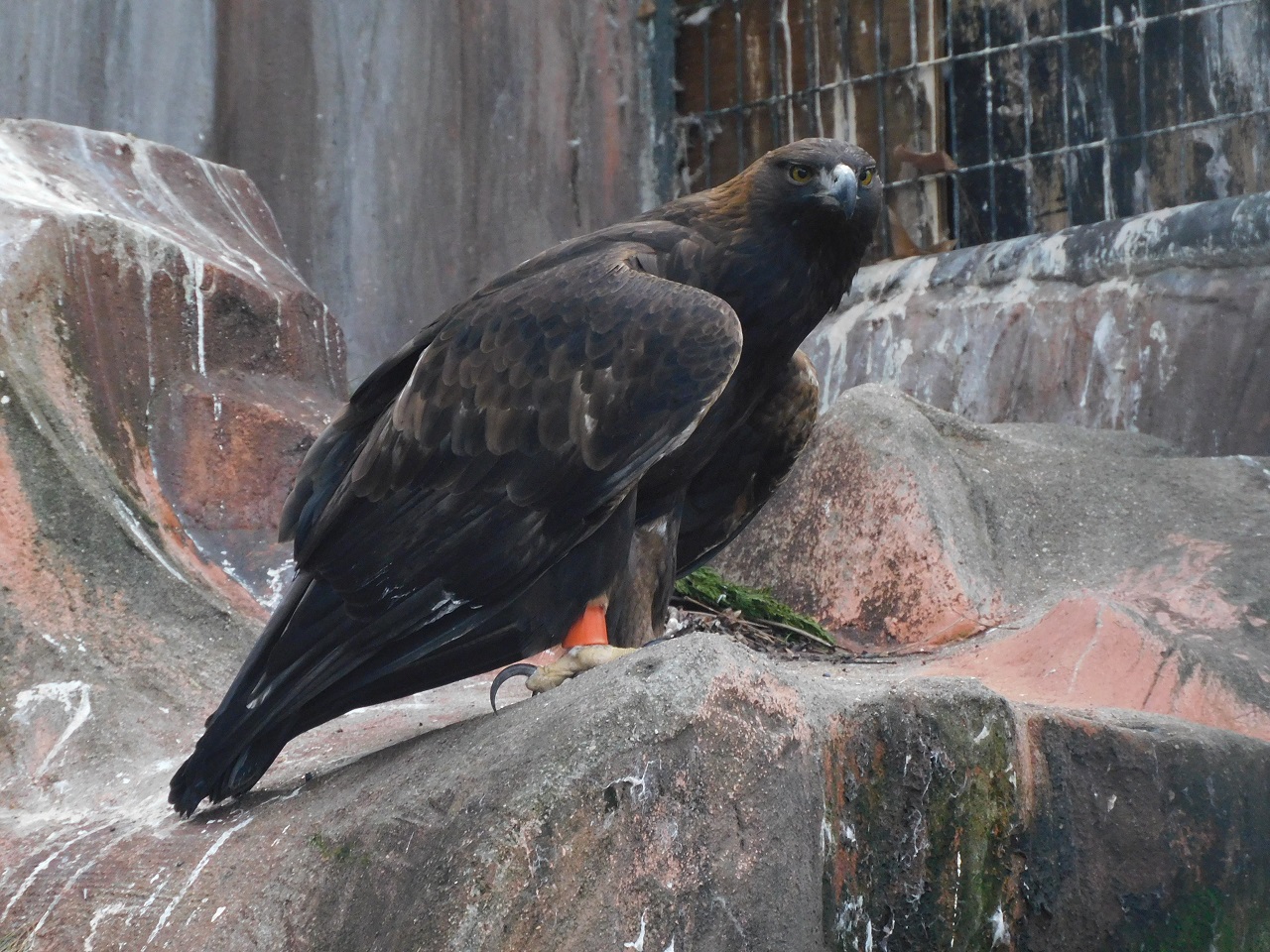 Japanese Golden Eagle Aquila chrysaetos japonica