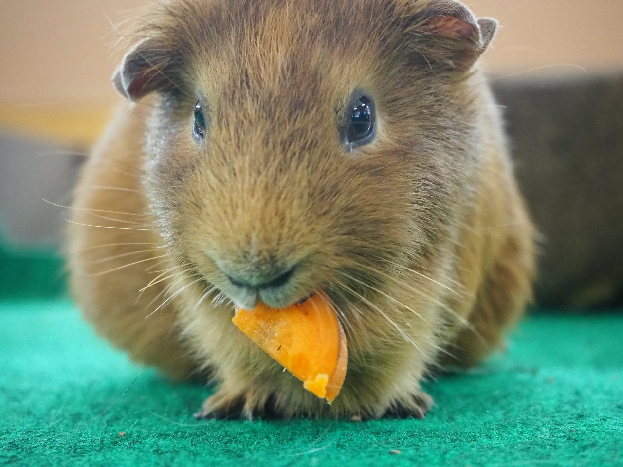 Guinea pig (livestock) Cavia porcellus (domestic)