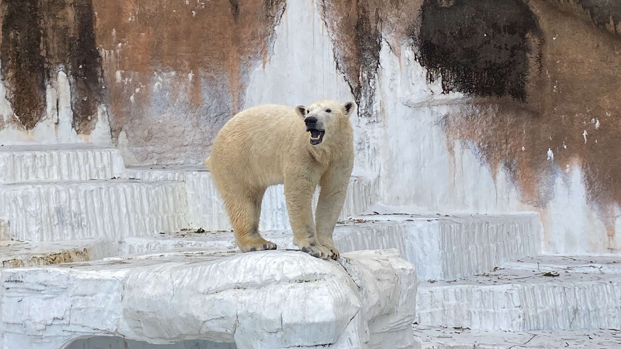 Polar Bear Ursus maritimus