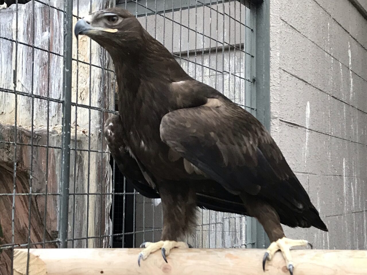 Steppe Eagle Aquila nipalensis