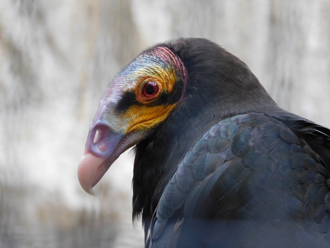Lesser Yellow-headed Vulture Cathartes burrovianus