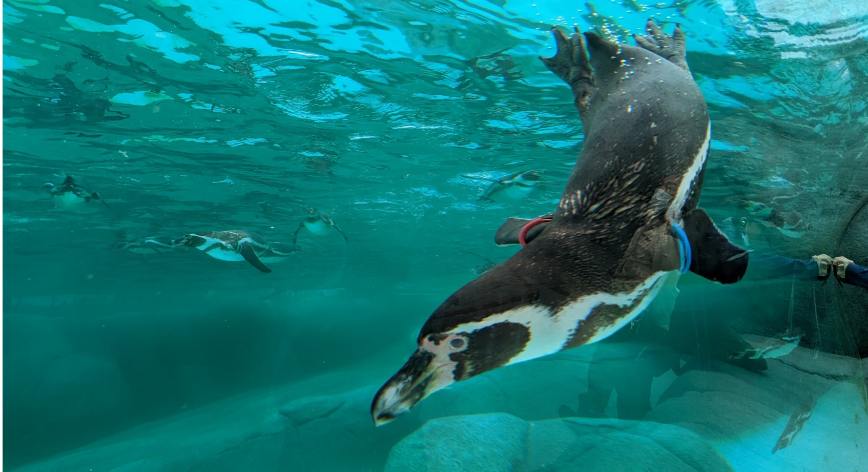 Humboldt Penguin Spheniscus humboldti