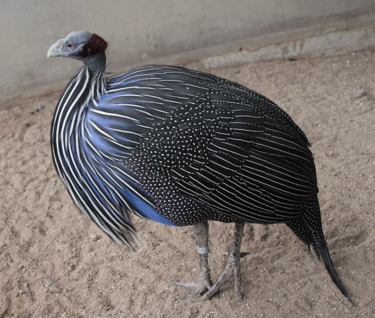 Vulturine Guineafowl Acryllium vulturinum