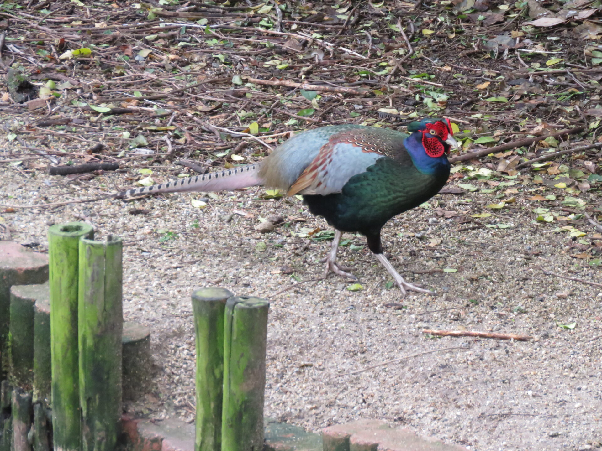 Japanese (Green) Pheasant Phasianus versicolor