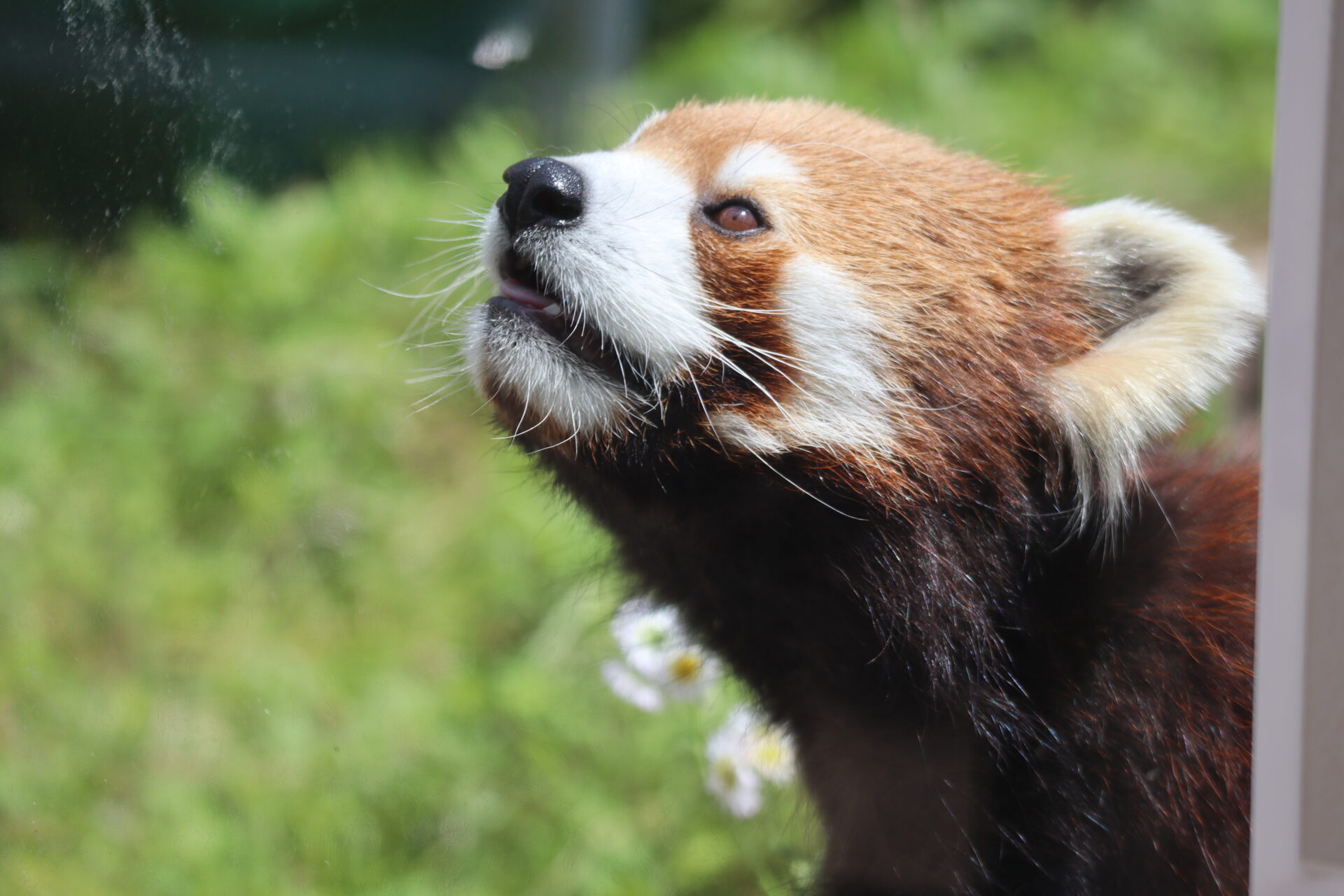 イメージ図：Research and Studies with Zoo