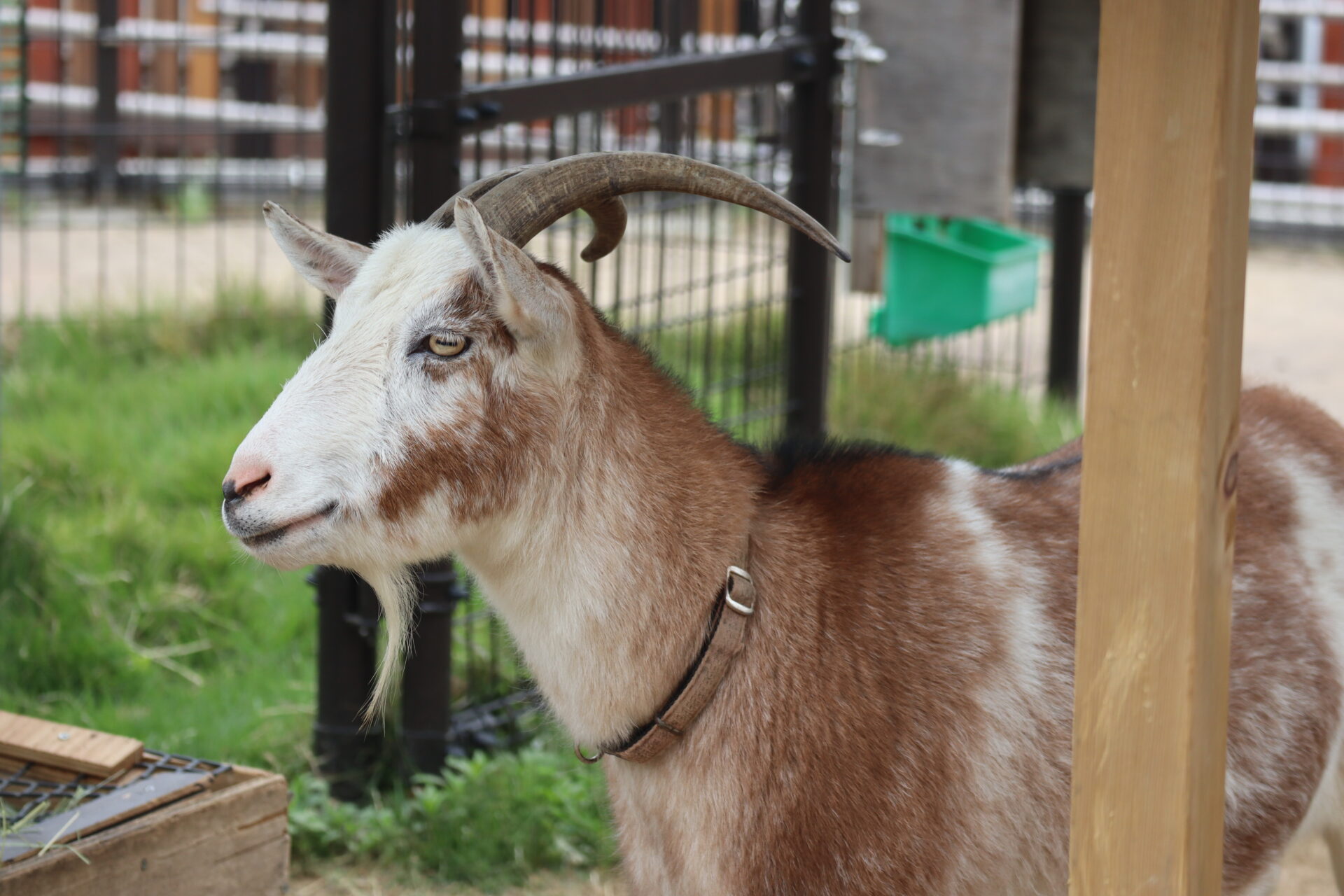 Goat (Domestic) Capra hircus