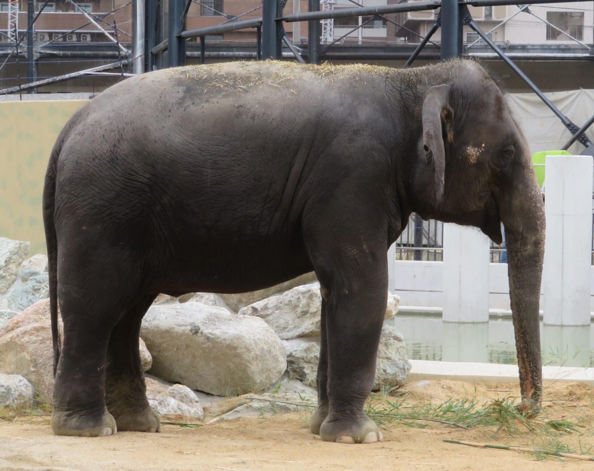 Asian elephant Elephas maximus