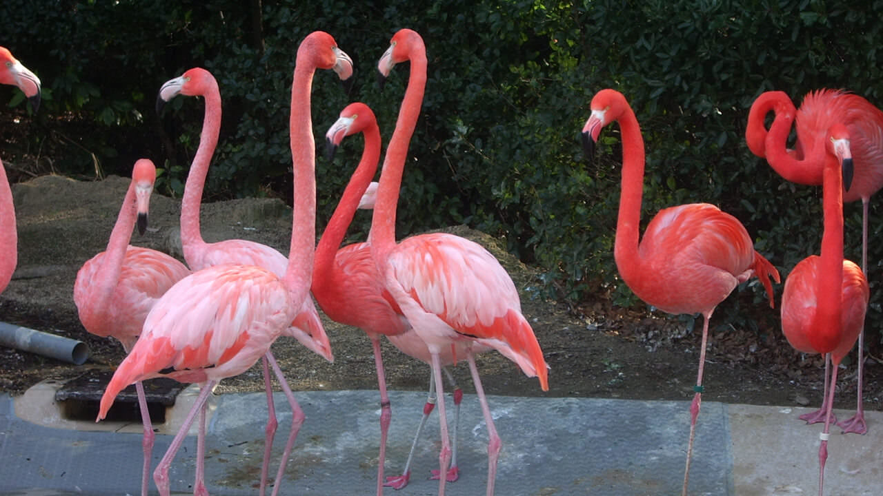 쿠바홍학 Phoenicopterus ruber