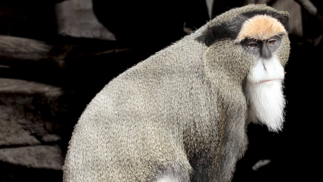 브라자원숭이 Cercopithecus neglectus