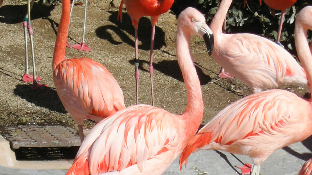 칠레홍학 Phoenicopterus chilensis