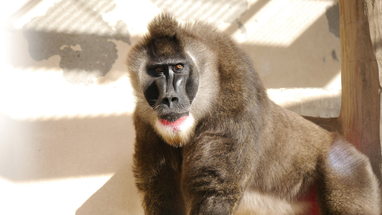 드릴 Mandrillus leucophaeus