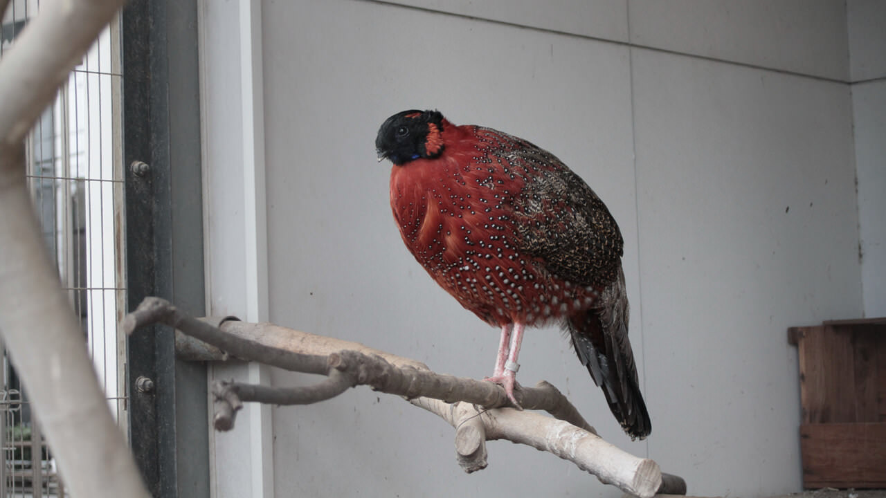 흰점박이붉은트라고판 Tragopan satyra