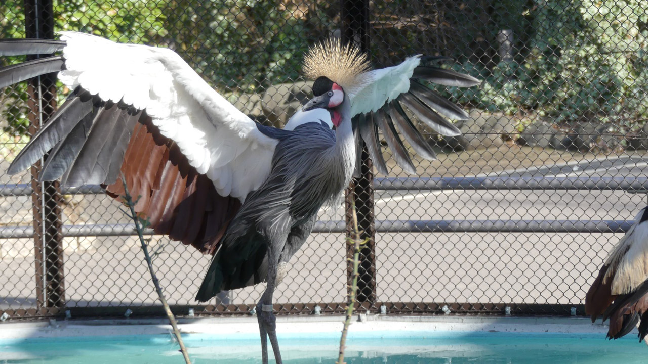 회색관두루미 Balearica regulorum