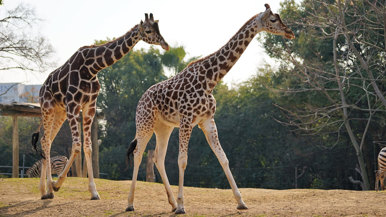 기린 Giraffa camelopardalis