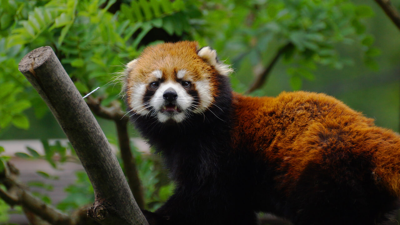레서팬더 Ailurus fulgens styani
