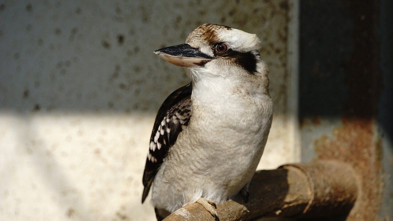 웃음물총새 Dacelo novaeguineae