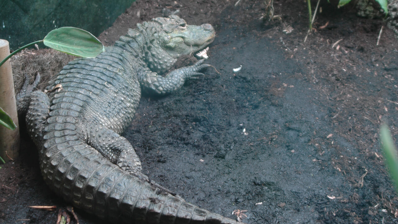 양쯔강 악어 Alligator sinensis