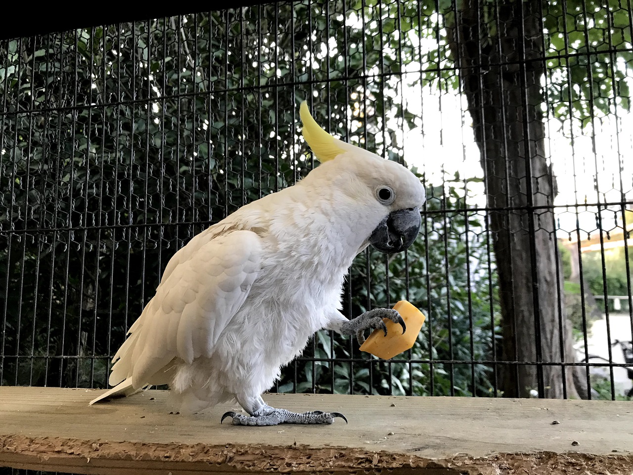큰유황앵무 Cacatua galerita