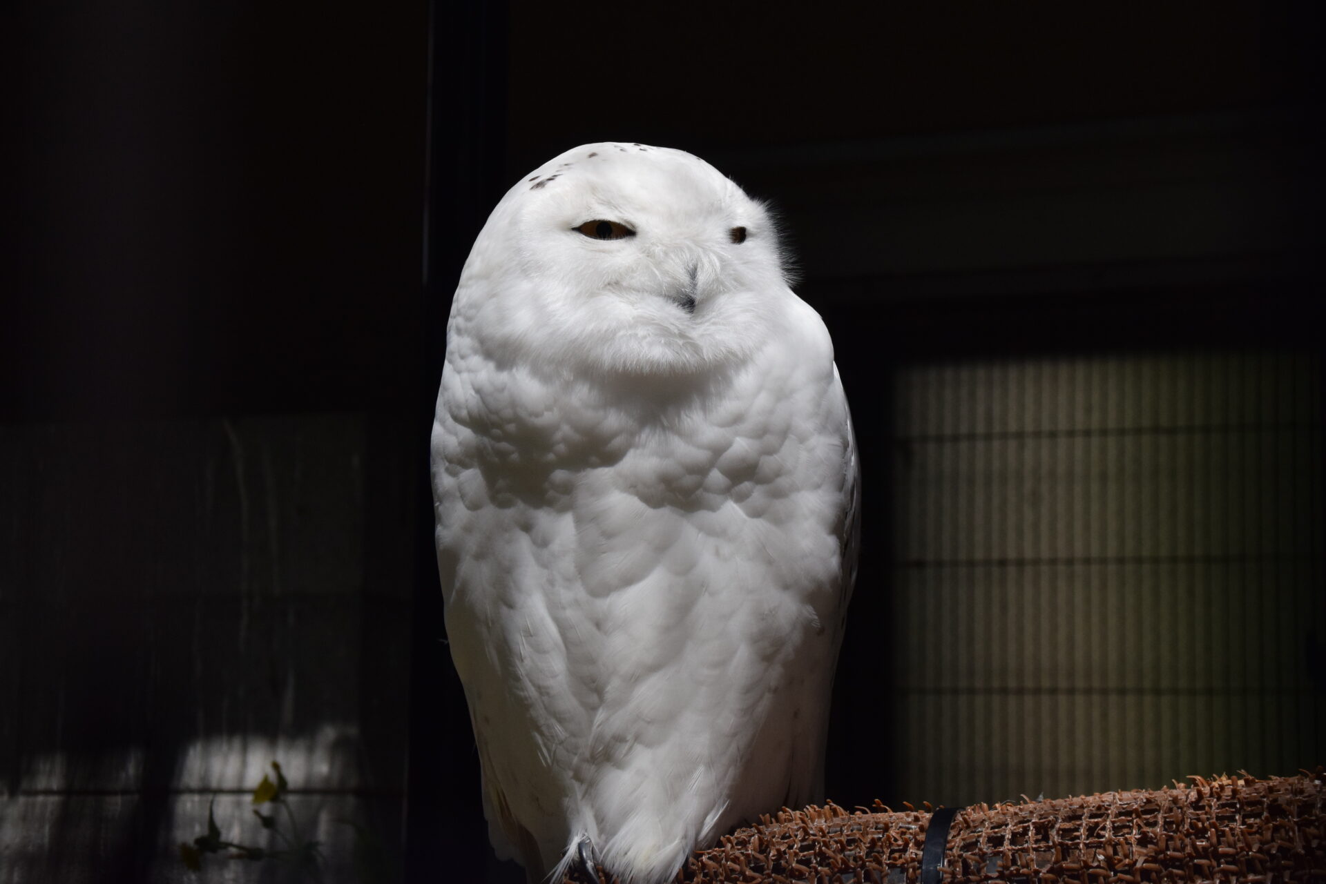 흰올빼미 Bubo scandiacus