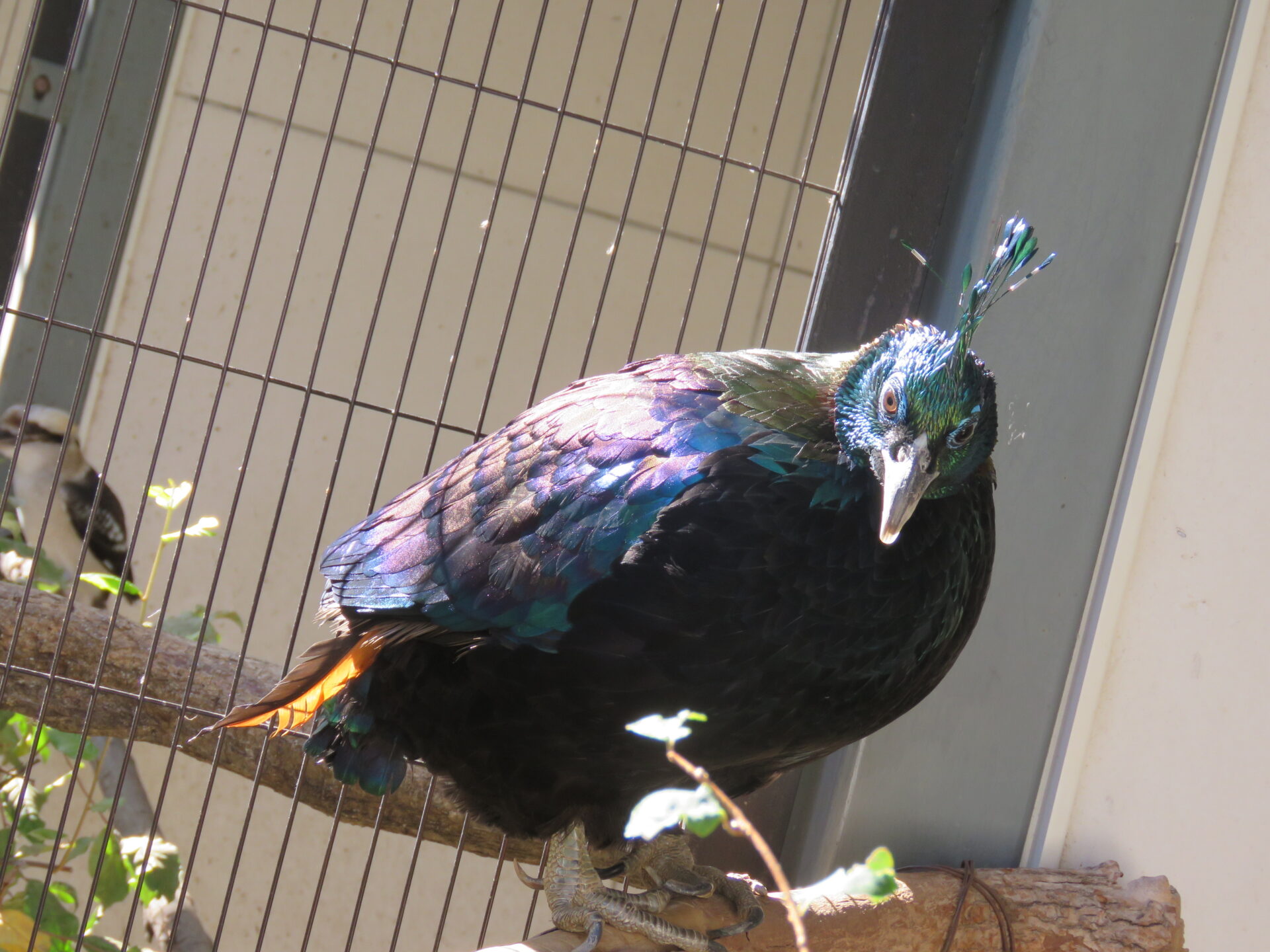 히말라야비단꿩 Lophophorus impejanus