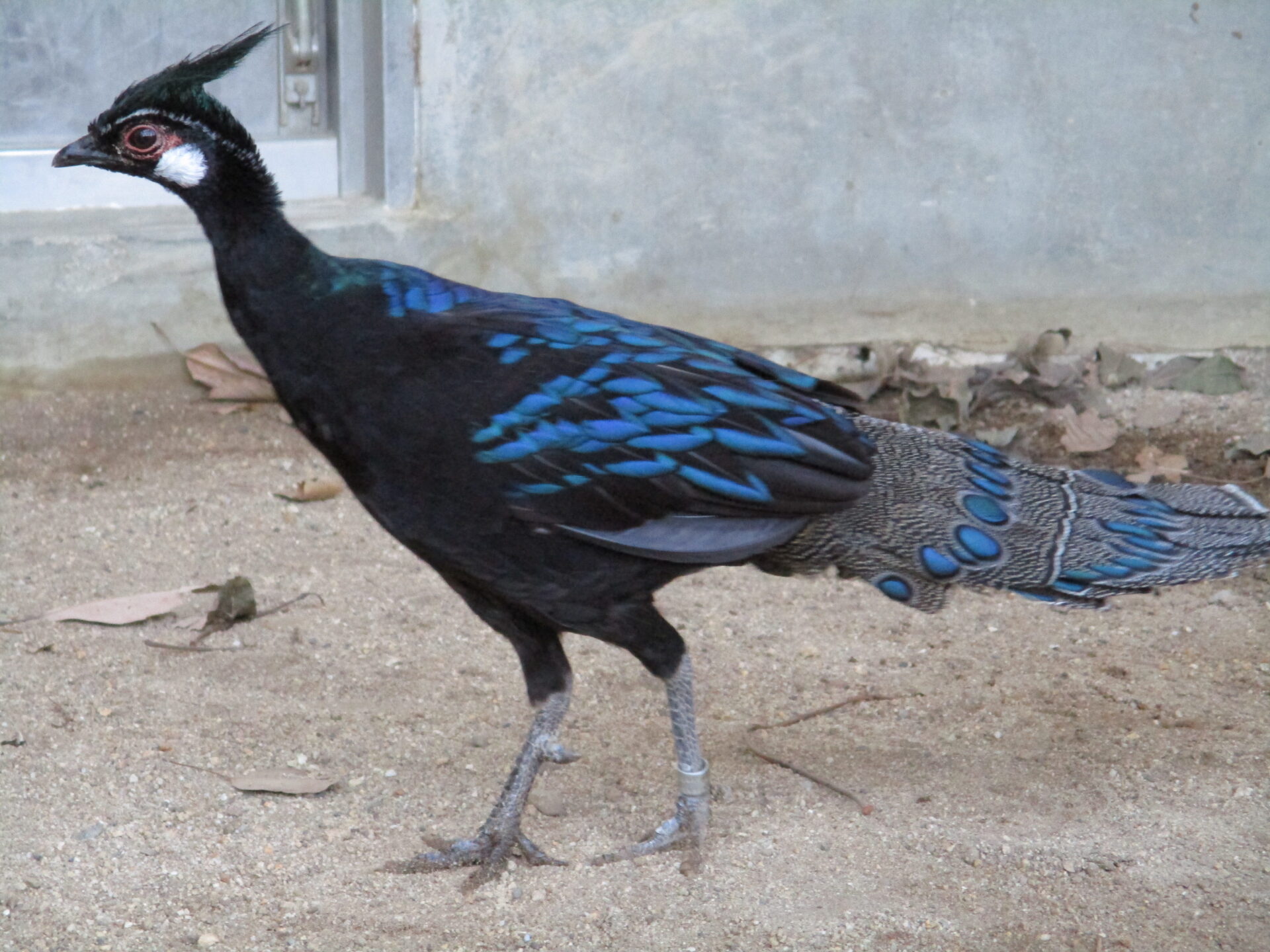 팔라완쇠공작 Polyplectron napoleonis