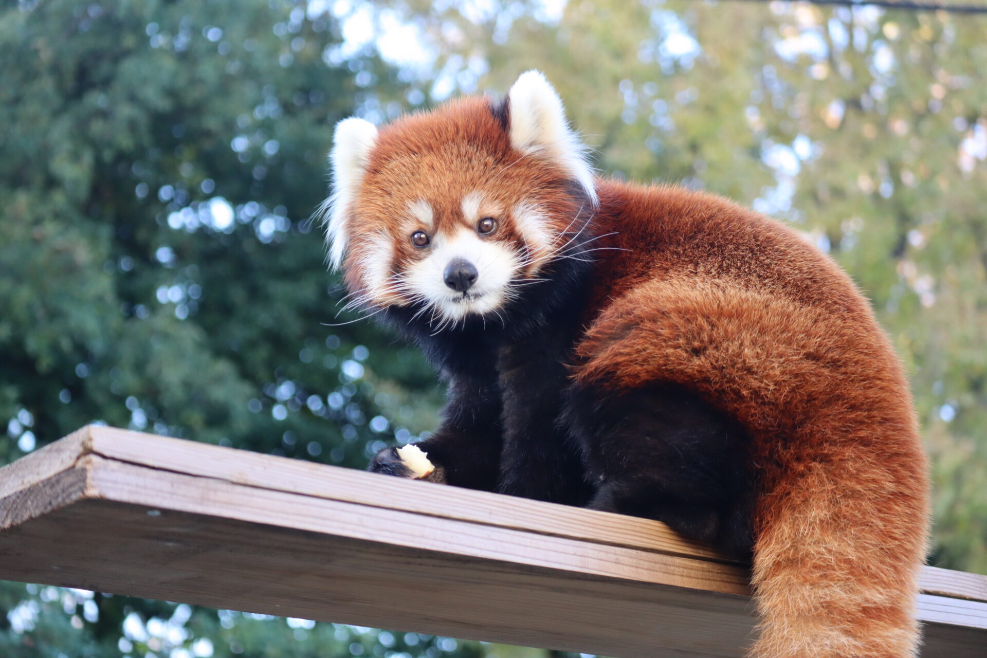 레서팬더 Ailurus fulgens styani