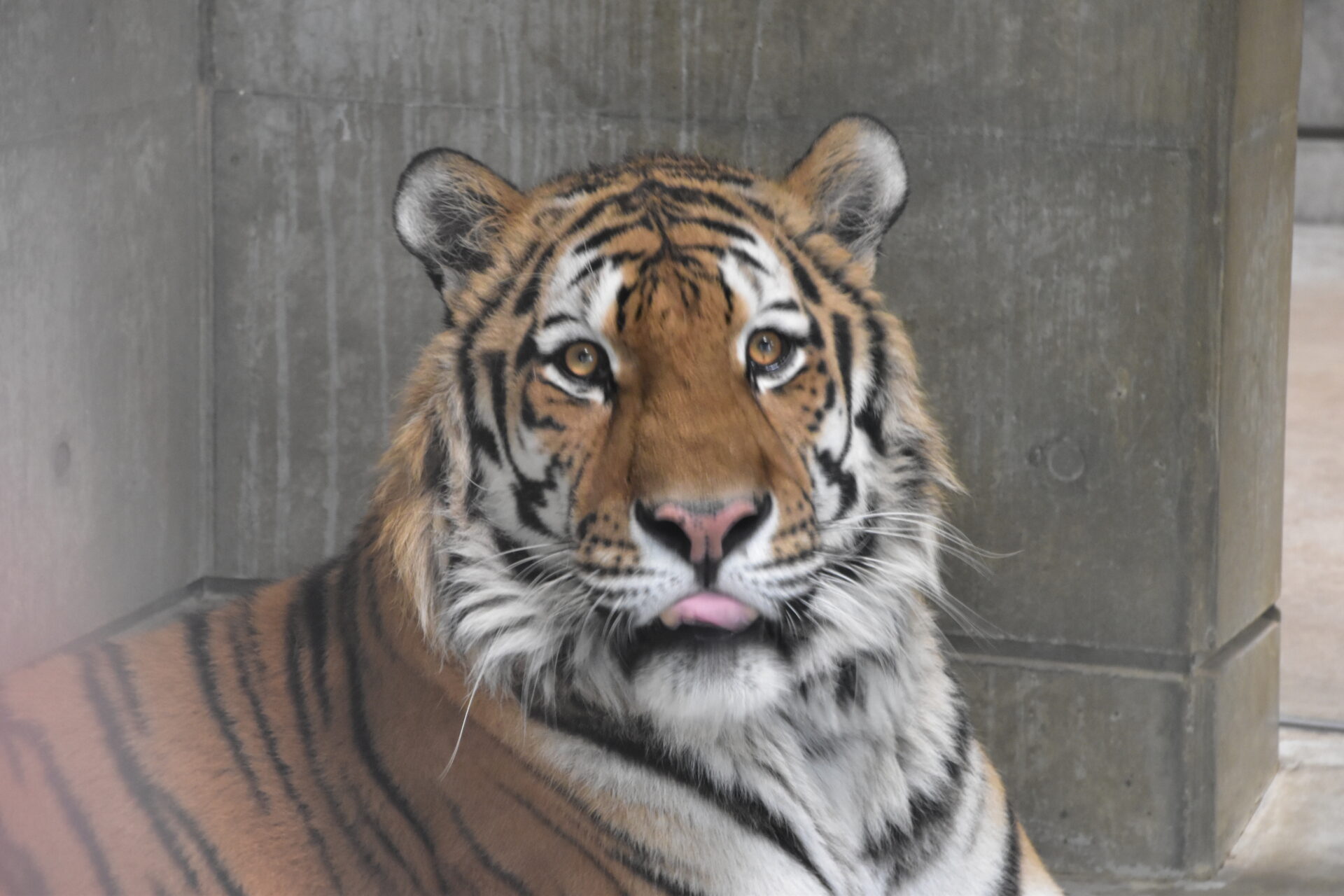 아무르 호랑이 Panthera tigris altaica