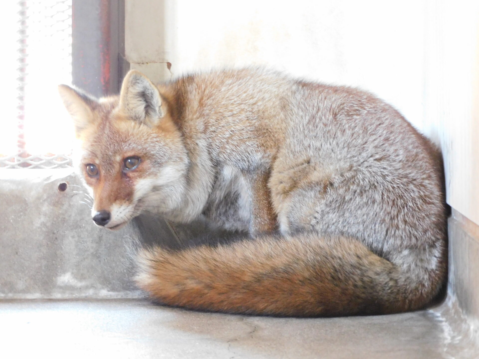 혼슈여우 Vulpes vulpes japonica
