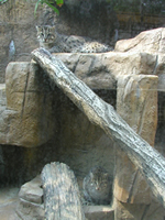 �X�i�h���l�R�̓���