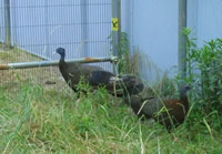 �Z�C�����̓���