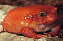 トマトガエル