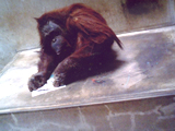 G`TcL