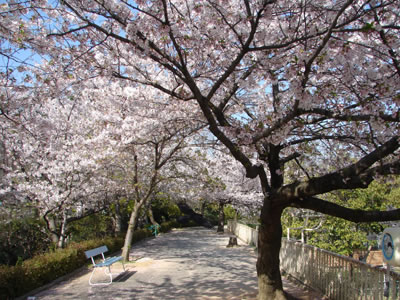 �Ђ��L��̎U����