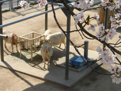 �Ђ��L��̃��M����