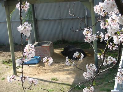 �Ђ��L��̃~�j�u�^