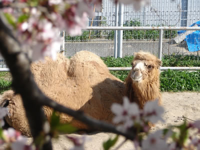 �t�^�R�u���N�_�̃R�j�[�́A�܂����肨�Ԍ���