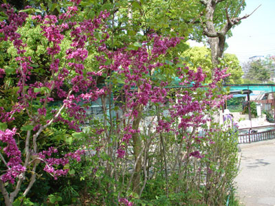 �؂₩�ȃs���N�̃n�i�Y�I�E