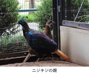 ニジキジの親